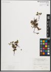 Foto von Salix herbacea L.